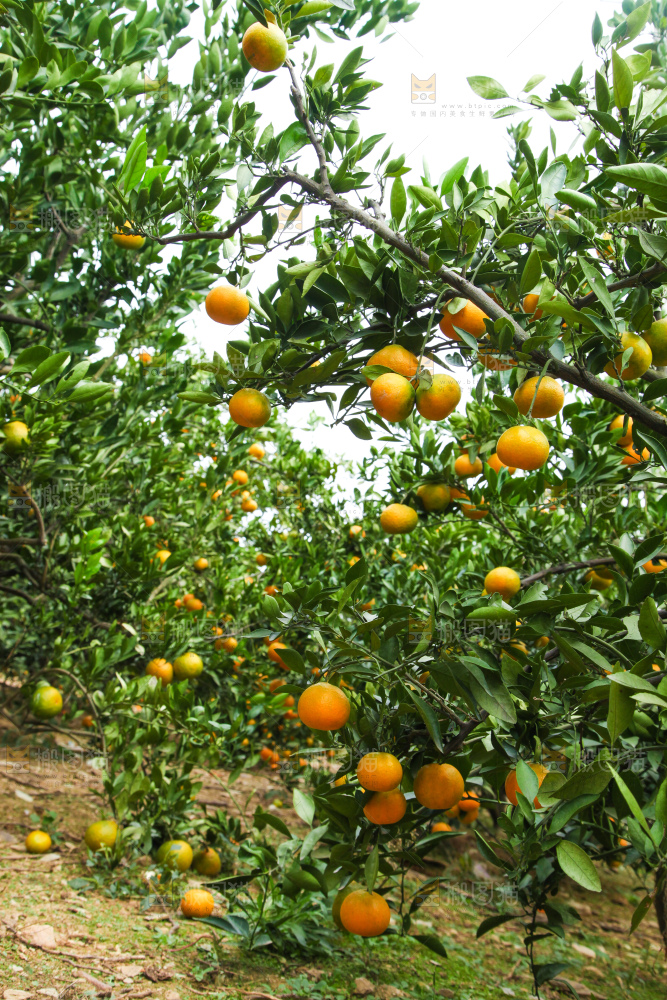 橘子种植基地