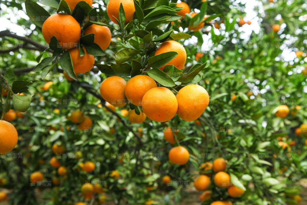 橘子种植基地