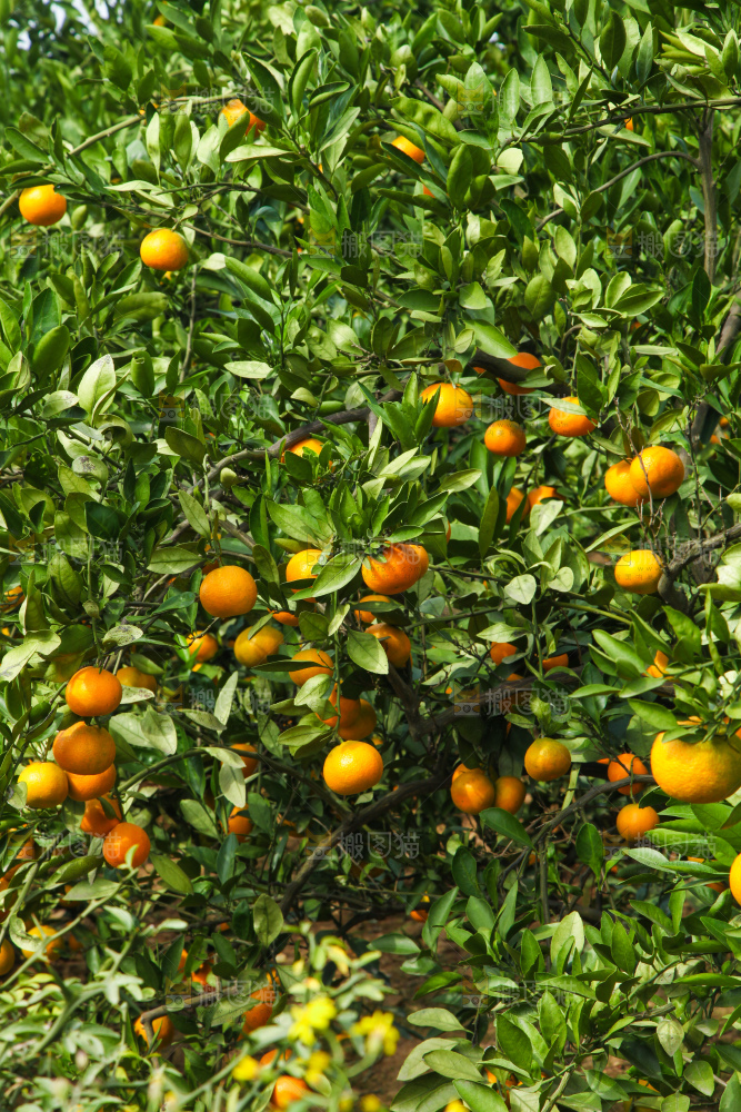 橘子种植基地