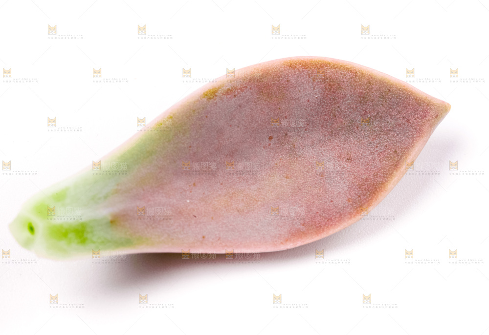 白底上放着多肉