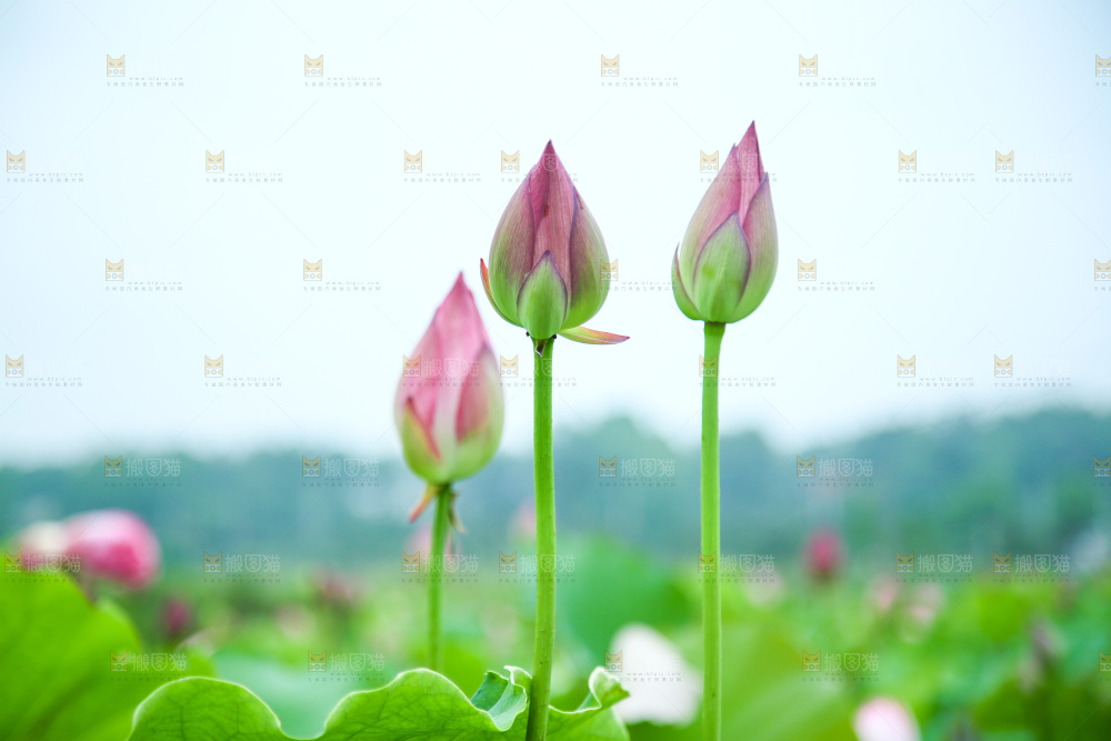 池塘里的一片荷花