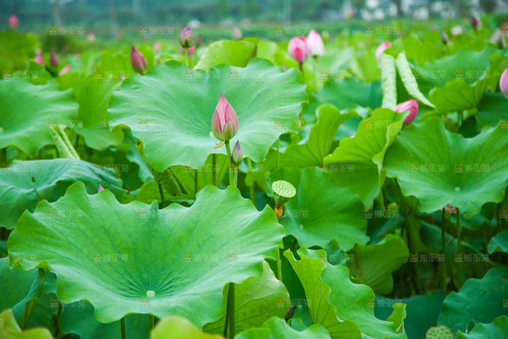 池塘里的一片荷花叶