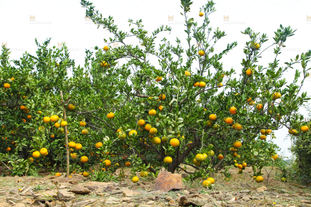 橘子种植基地