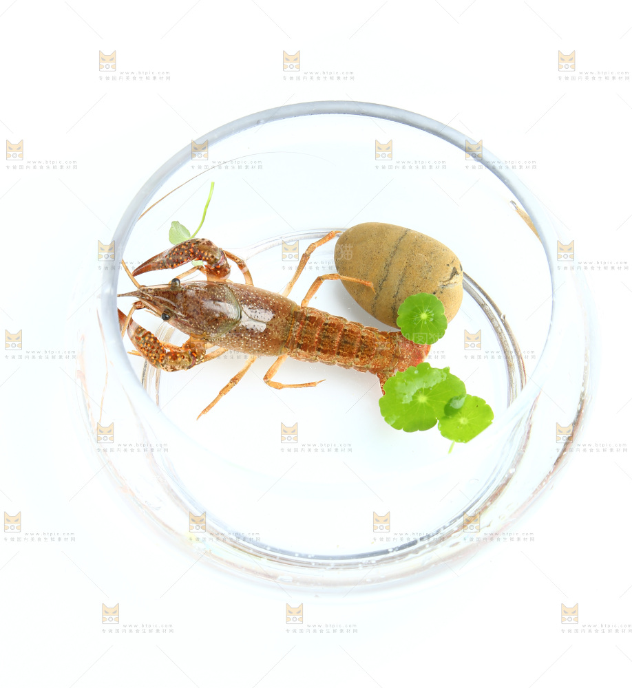 白底上的水缸里放着一只龙虾