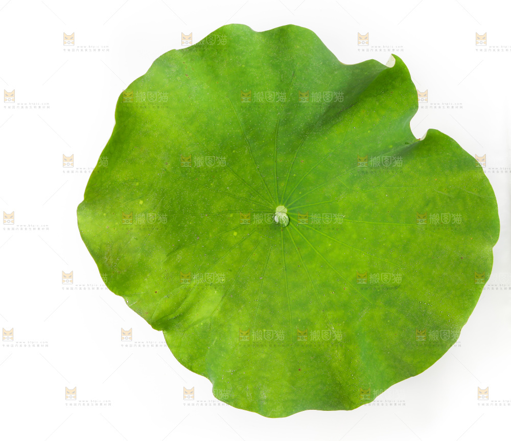 白底上的荷叶