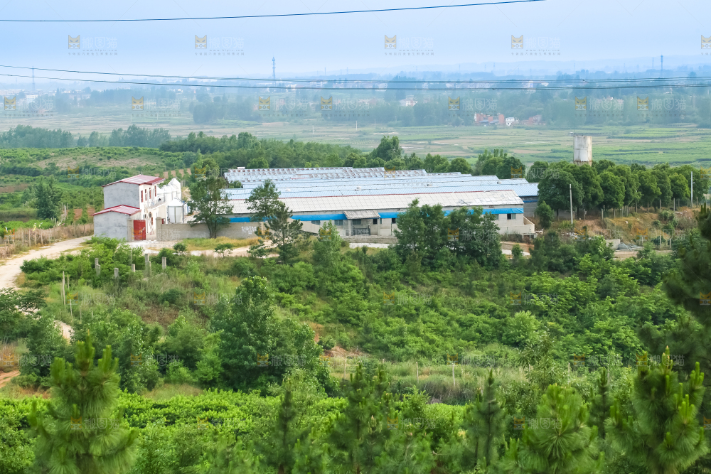 山上的桃林
