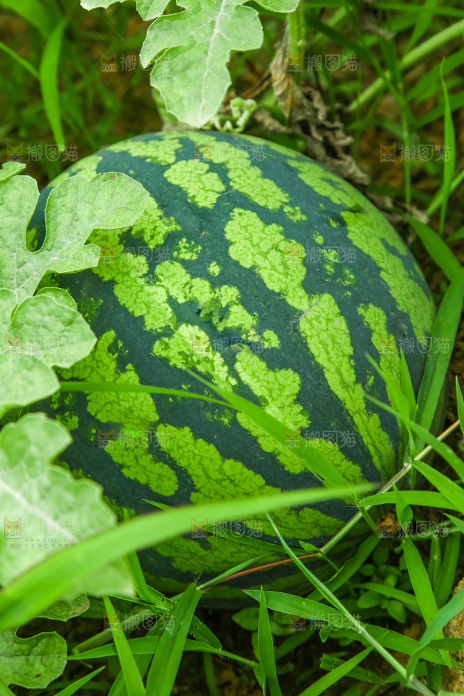 农田里种植的西瓜