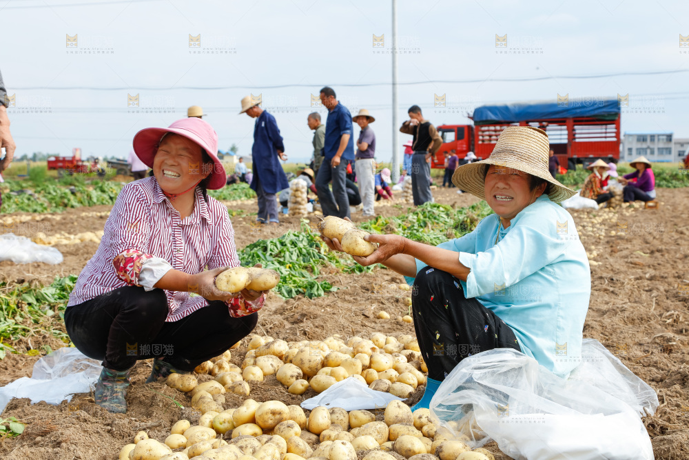 农民在收土豆