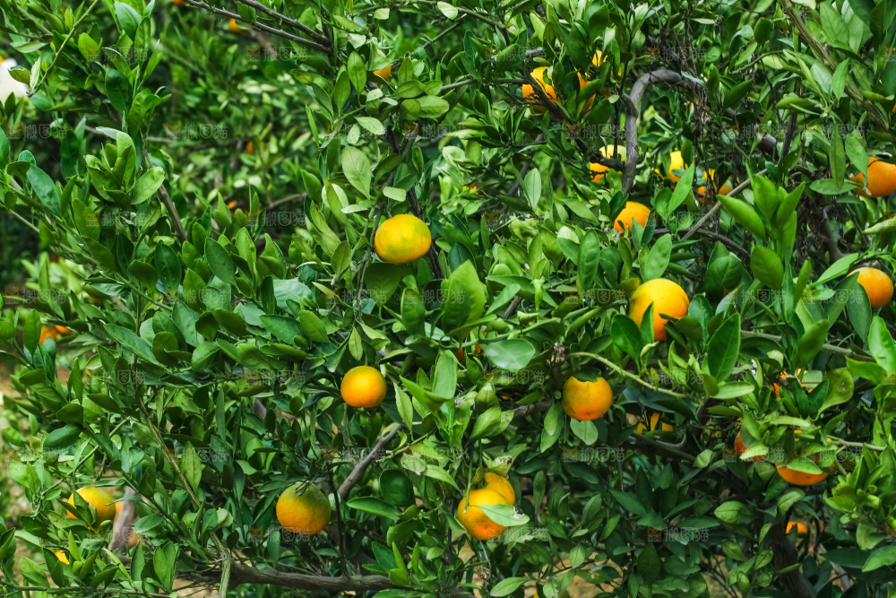 树上结着椪柑橘