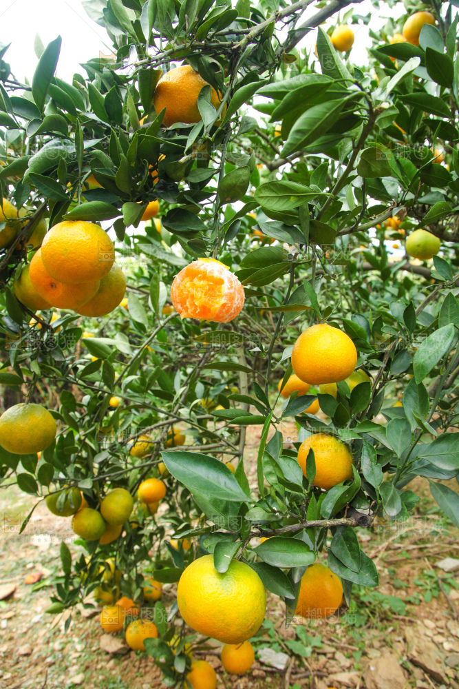 橘子种植基地