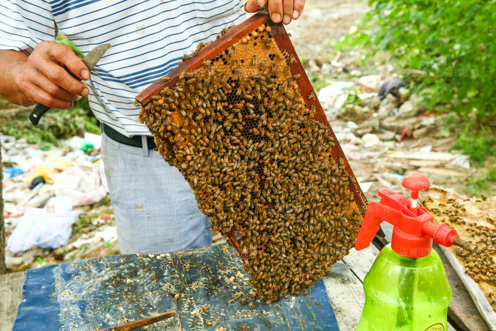 蜜蜂养殖地