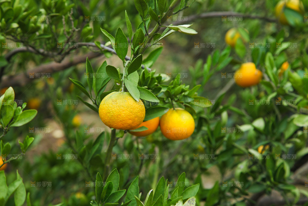 橘子种植基地