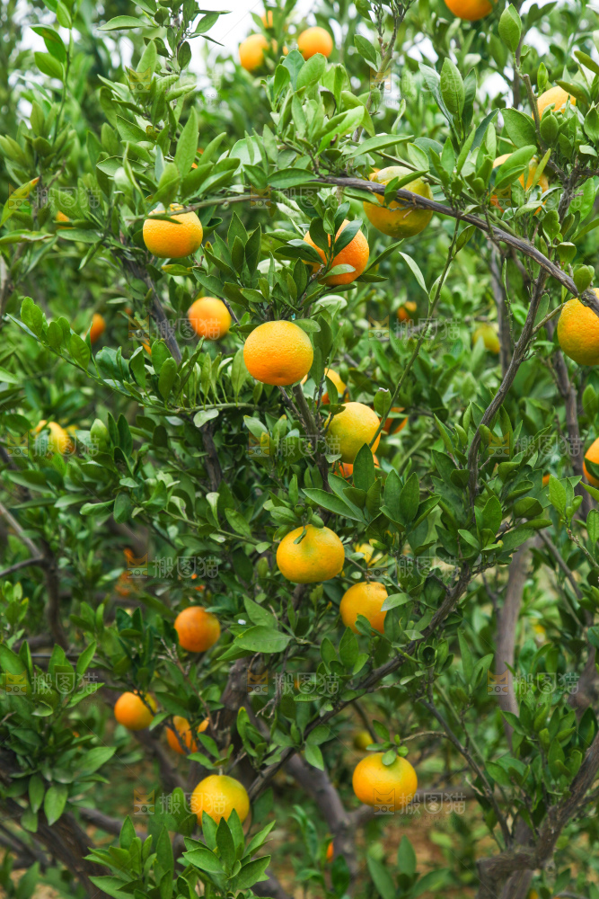 橘子种植基地