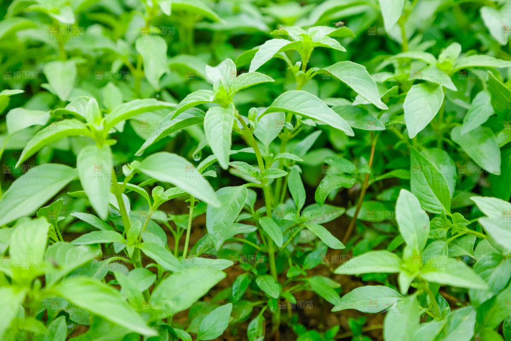 田里的荆芥