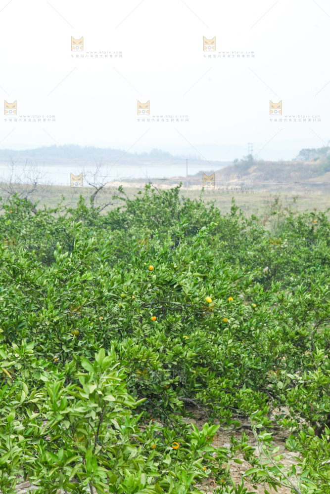 橘子种植基地