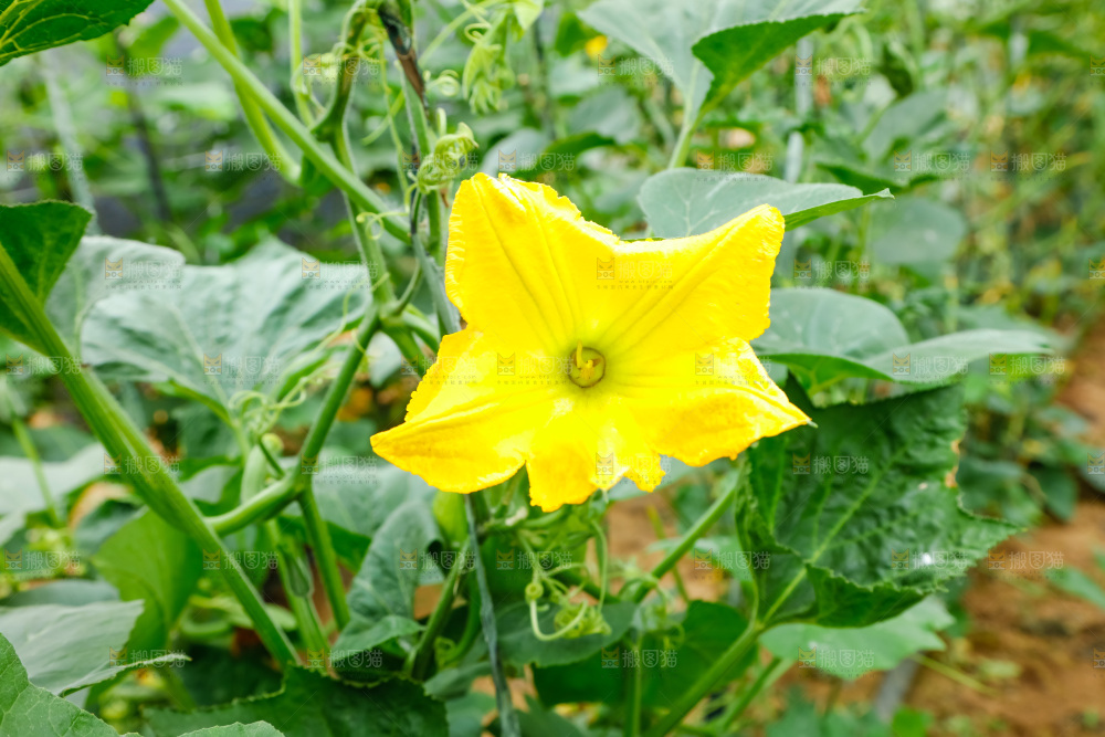 菜园里种着南瓜