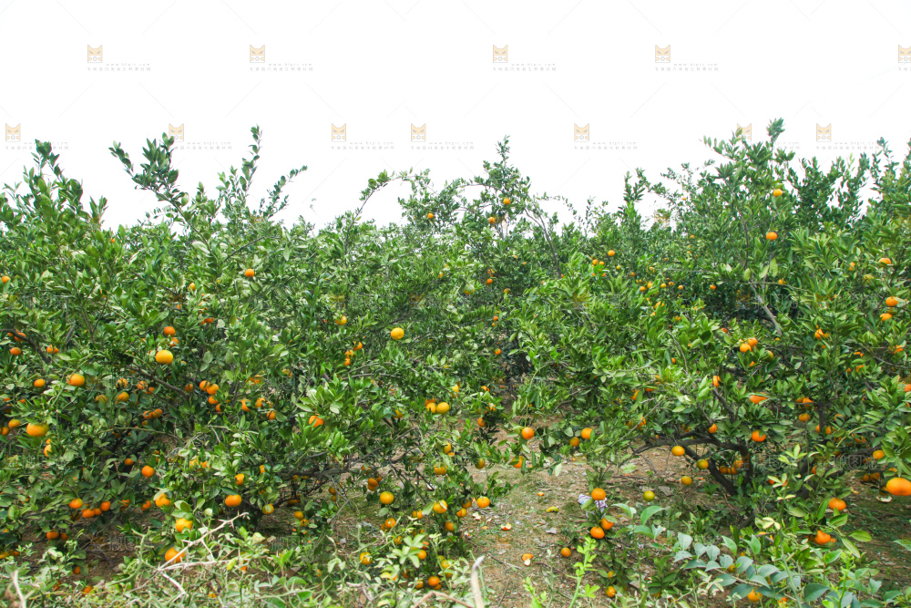 橘子种植基地