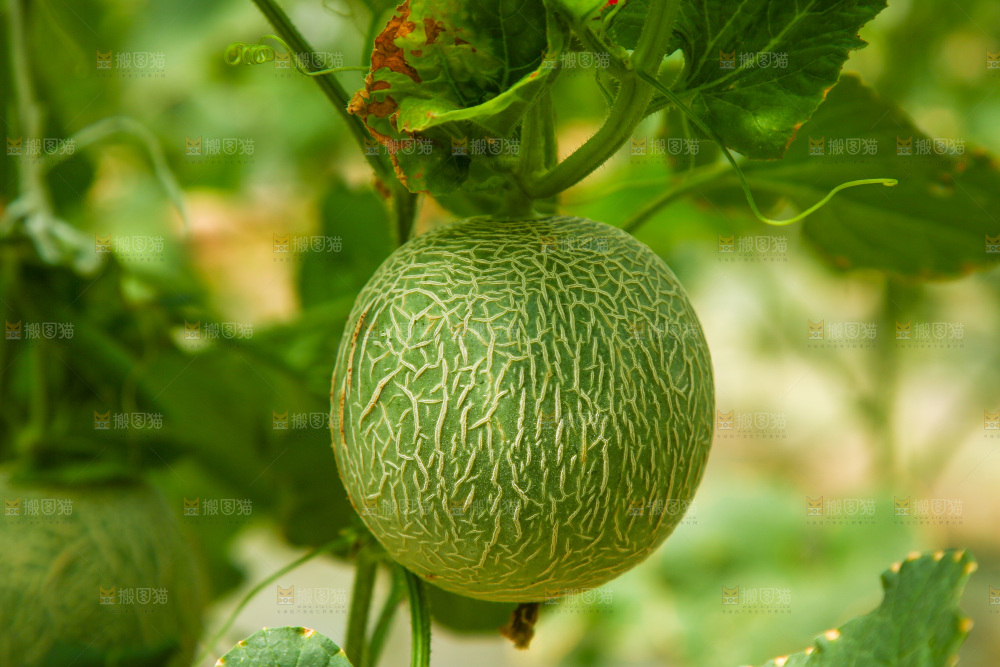 大棚里的玫珑瓜