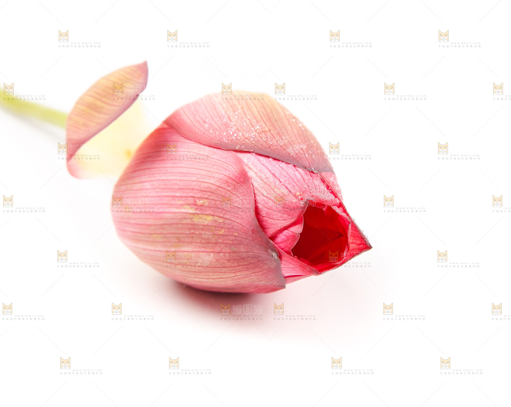 浅底上的莲花