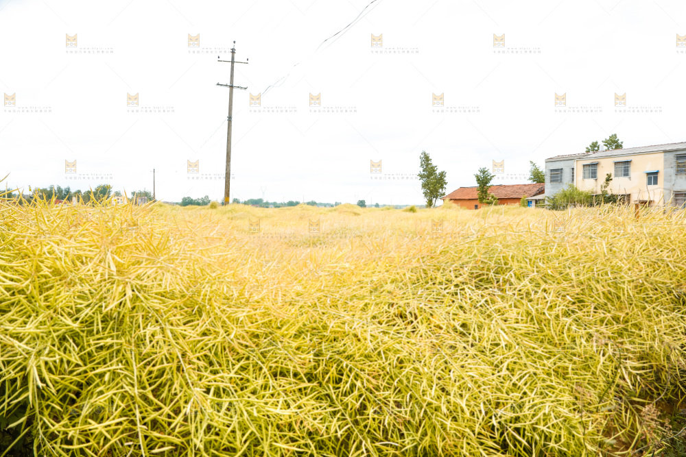 地里的油菜