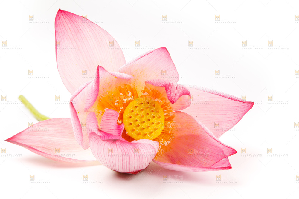 浅底上的莲花