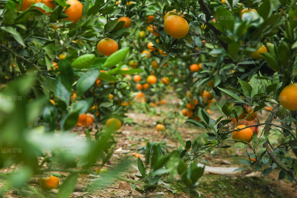 橘子种植基地