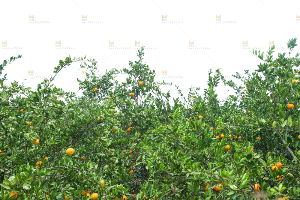 橘子种植基地