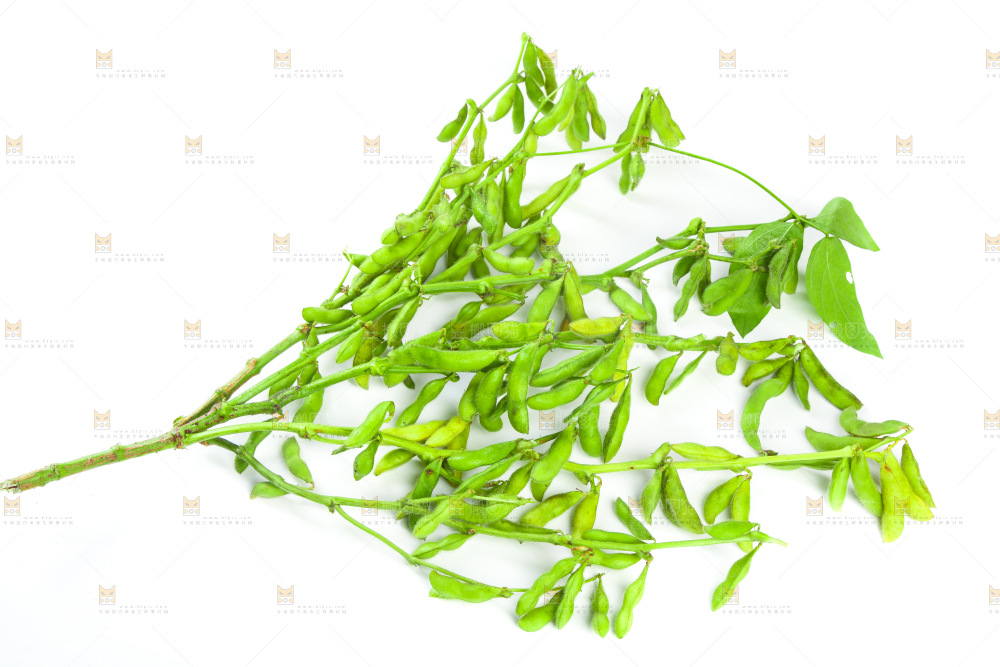 白底上的毛豆