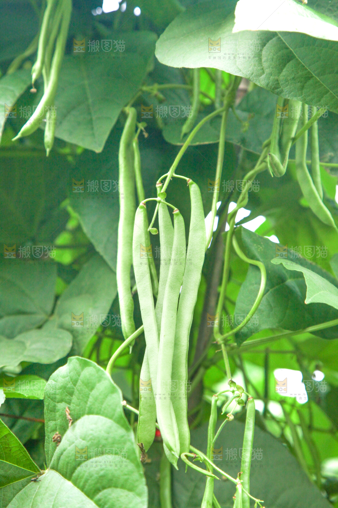 园子里种着四季豆