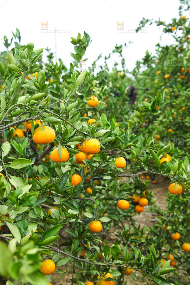 橘子种植基地