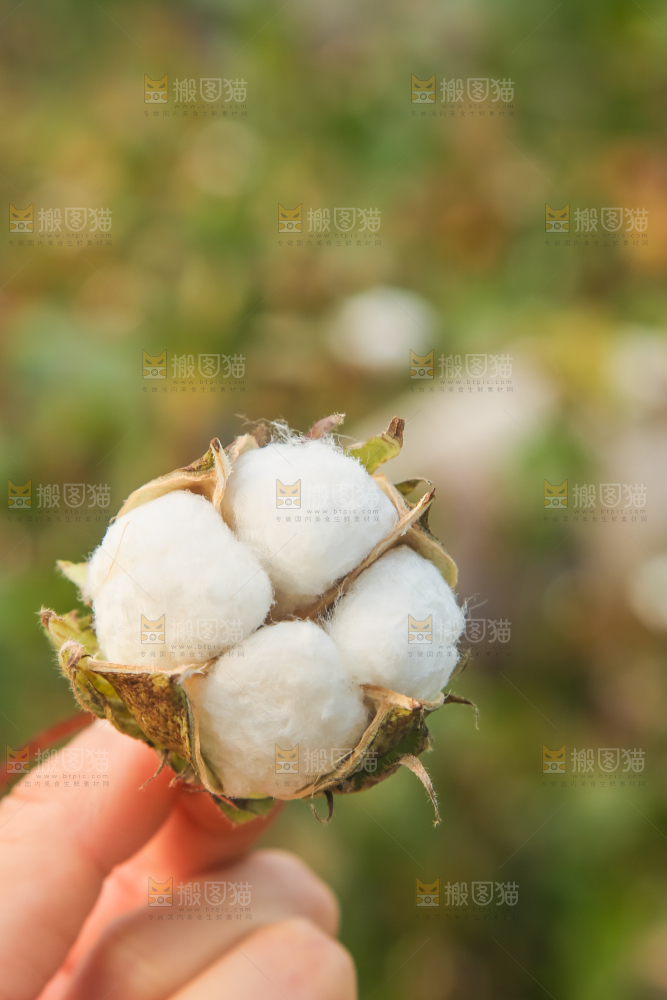 手里拿着棉花