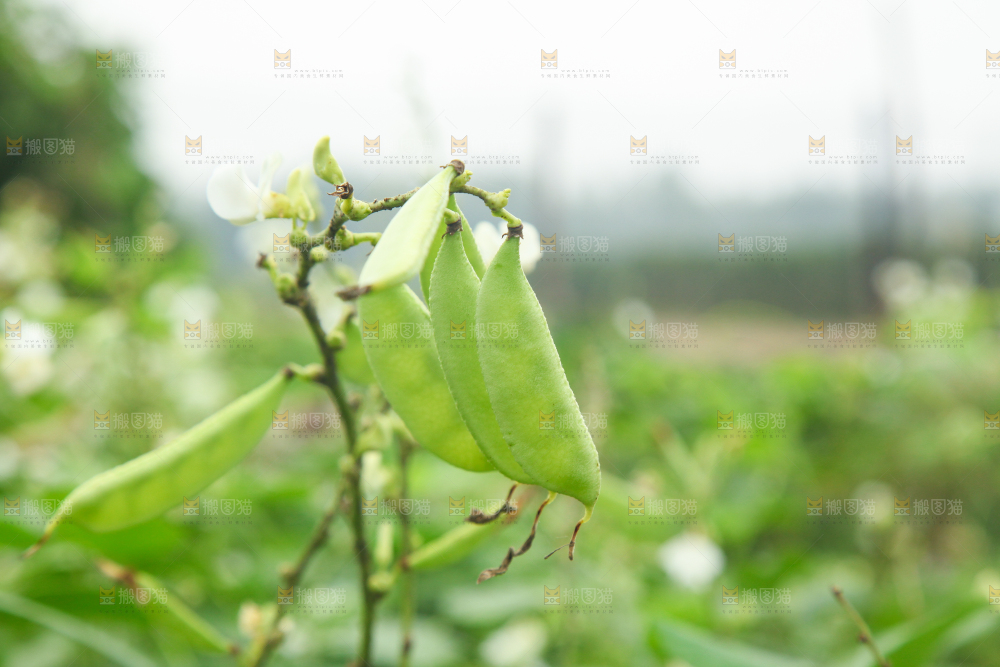 户外的扁豆