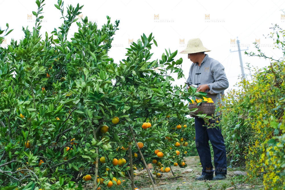 橘子种植基地