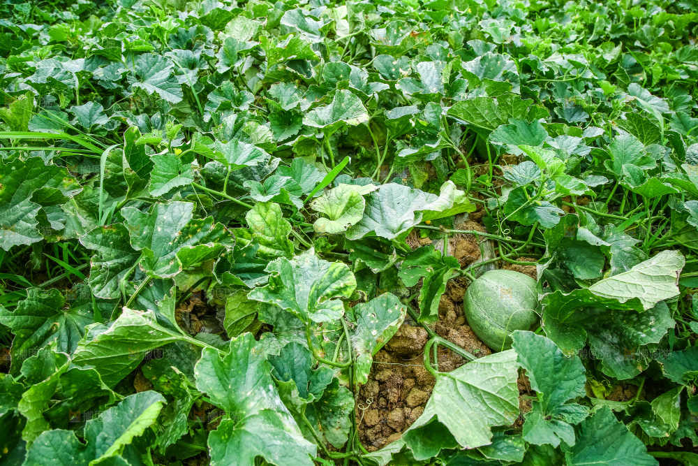 农田里种植的香瓜
