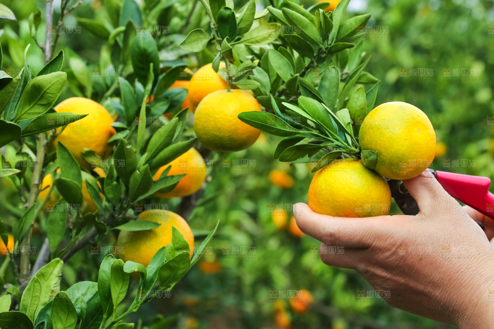 农民正在摘橘子