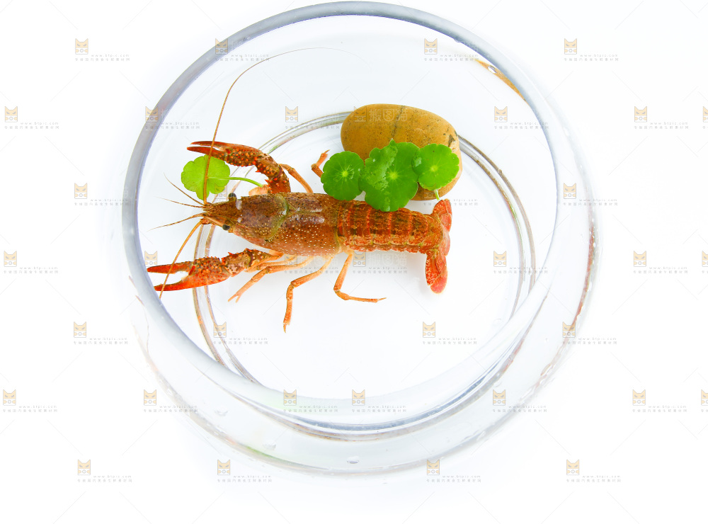 白底上的水缸里放着一只龙虾