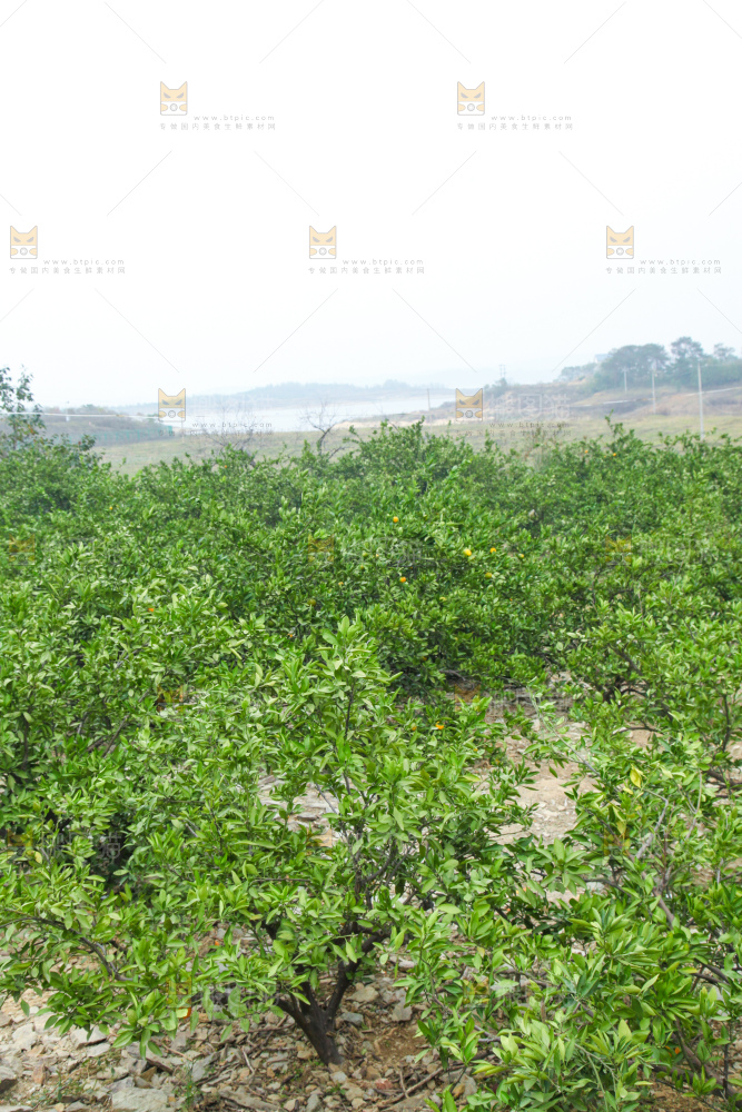 橘子种植基地