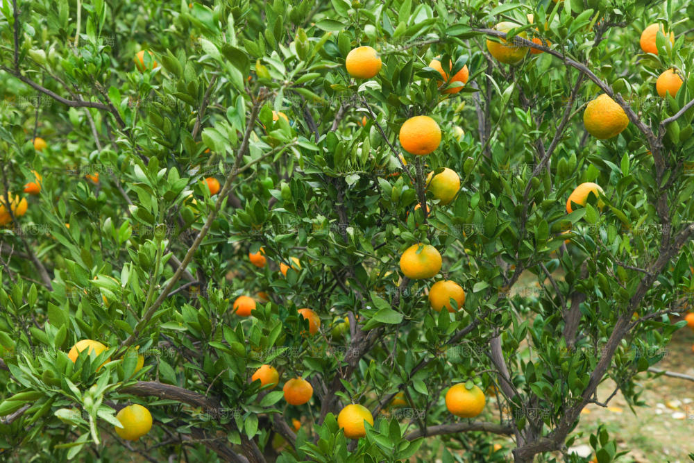 橘子种植基地