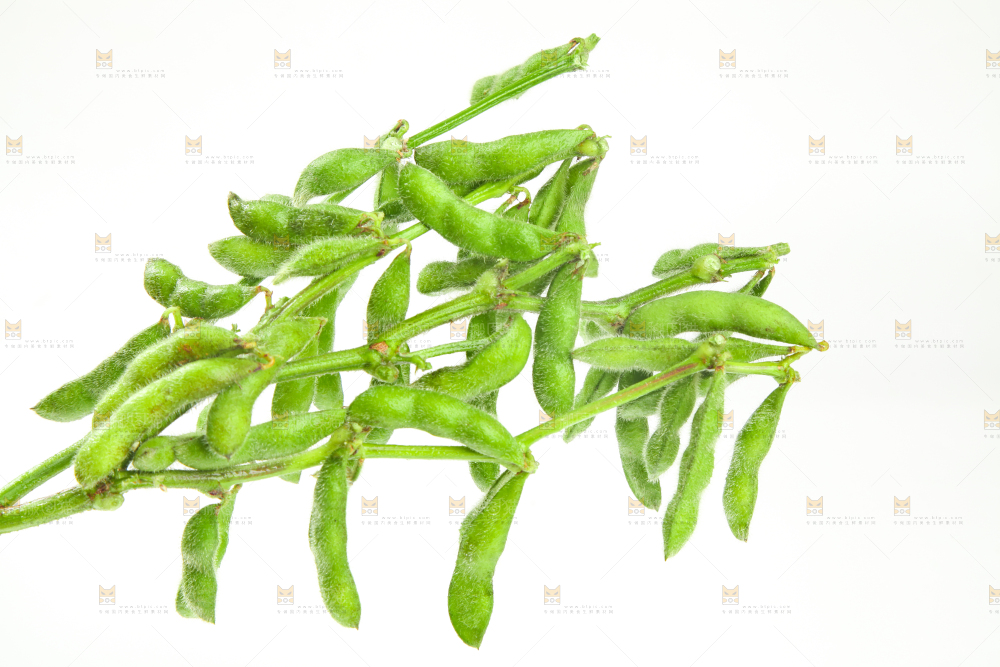白底上的毛豆