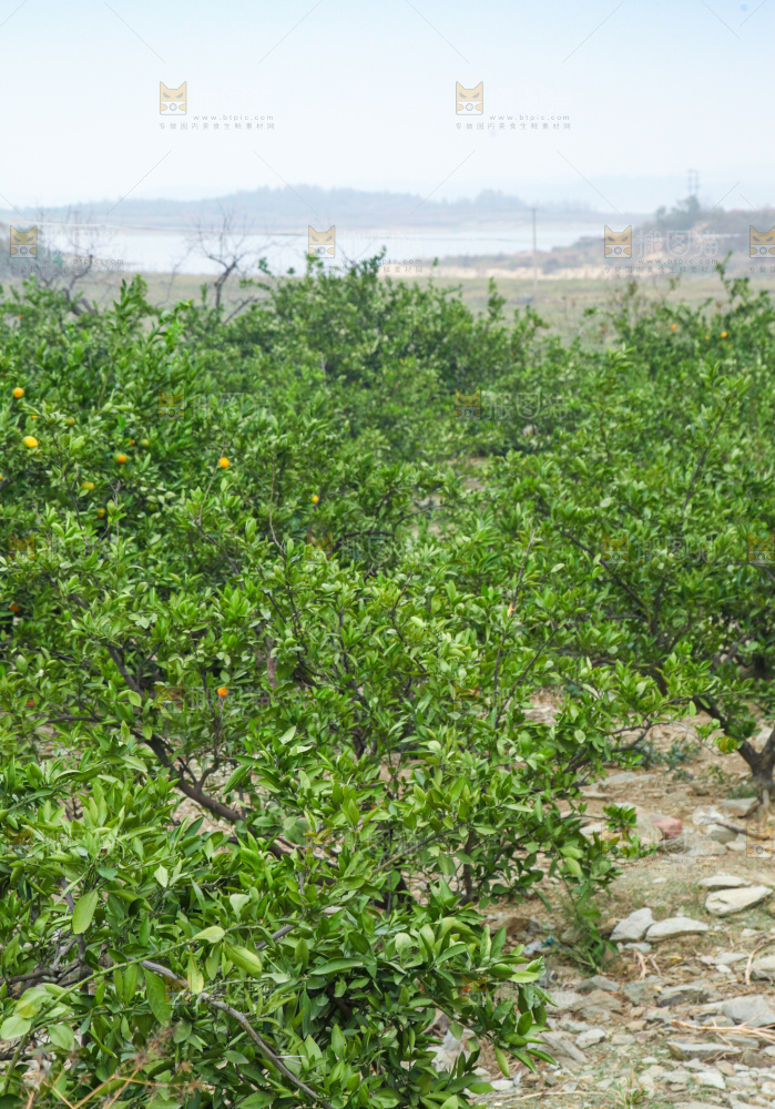橘子种植基地
