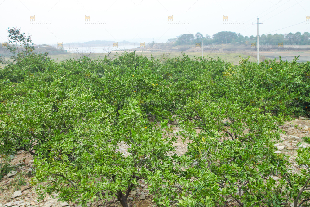 橘子种植基地