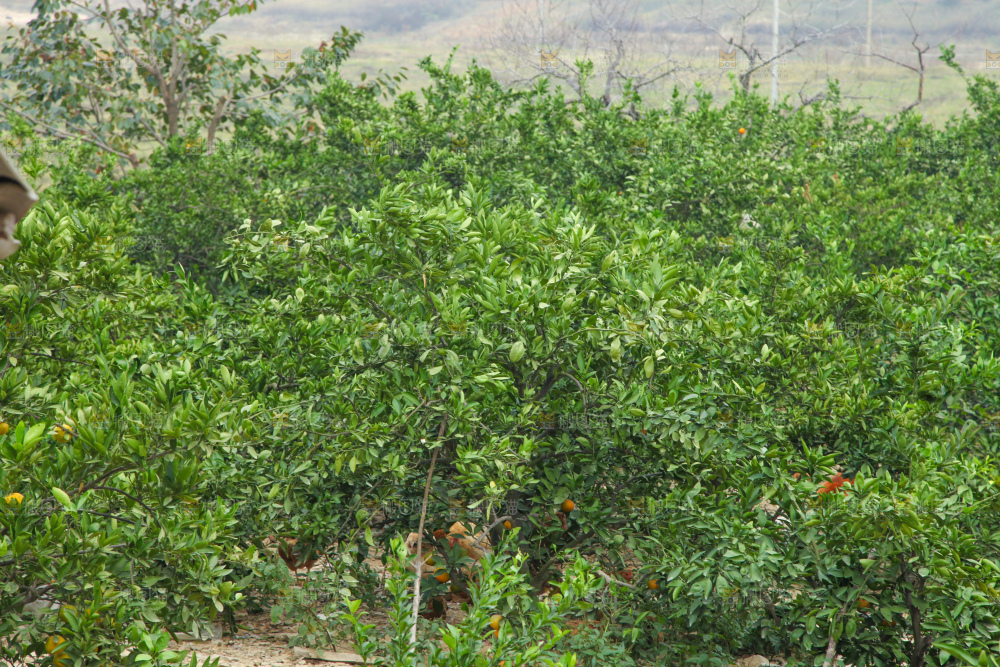 橘子种植基地