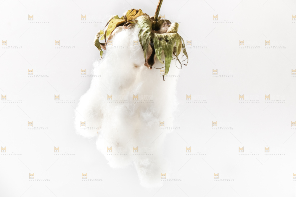 白底上的棉花