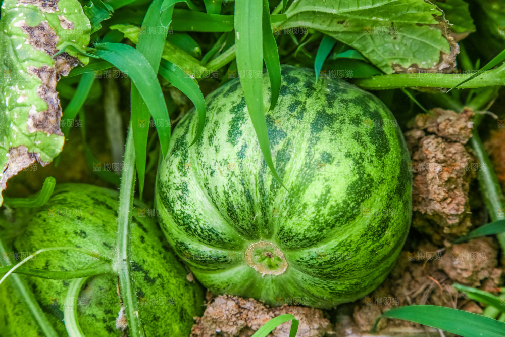 田地里种植的香瓜