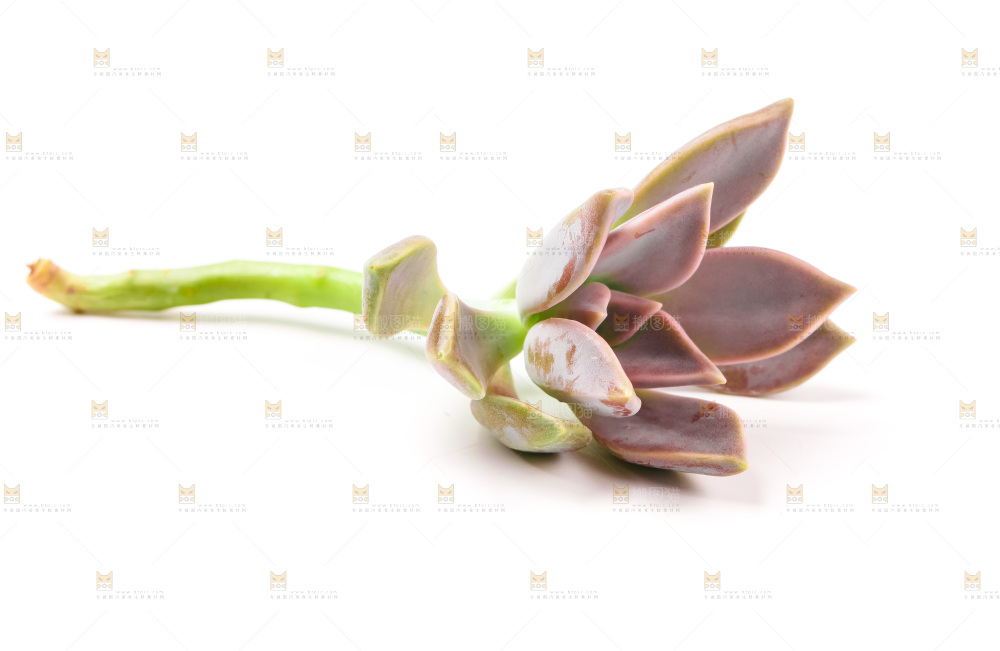 白底上放着多肉