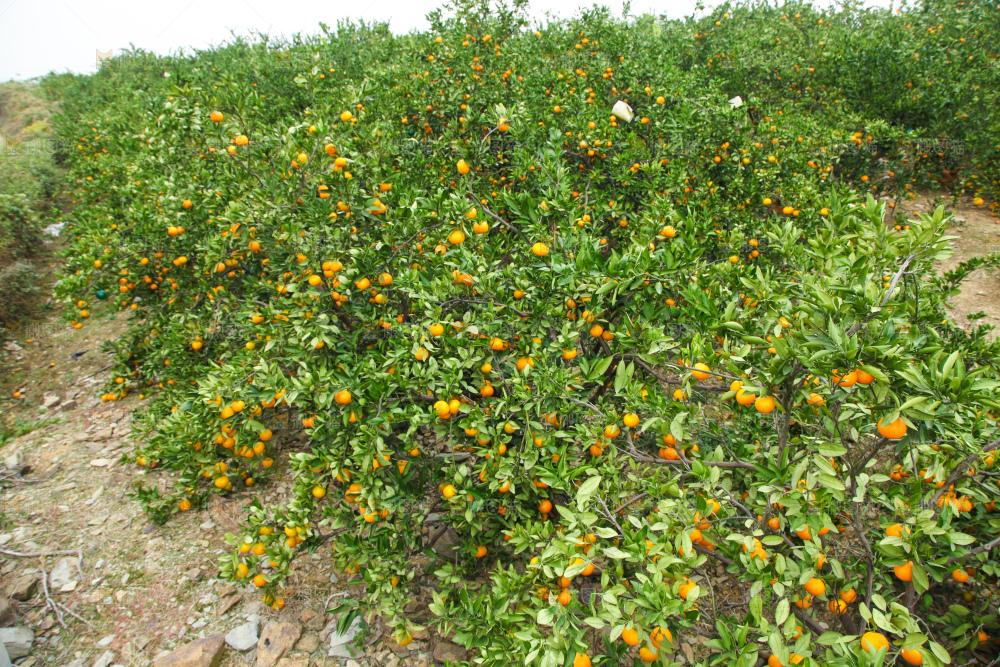 橘子种植基地