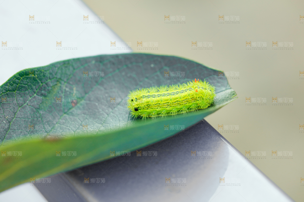 叶子上趴着毛毛虫