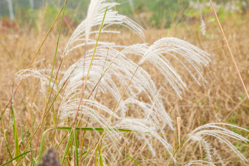 一片芦苇