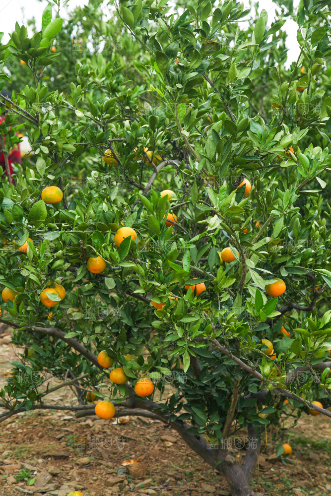 橘子种植基地