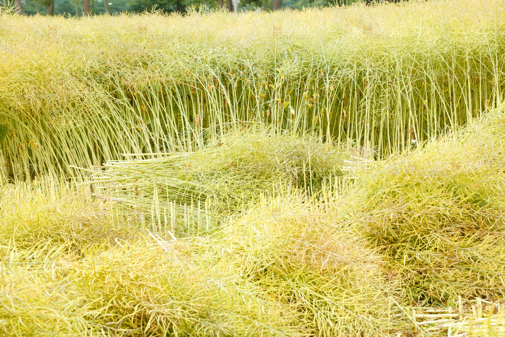 地里的油菜